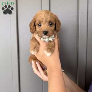 Zara, Mini Goldendoodle Puppy